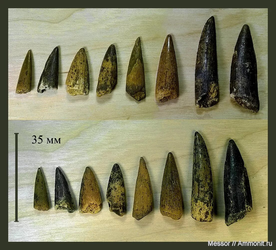 Зубы костных рыб. Анатомия костистых рыб рыб. Скелет рыбы удильщика. Зубы костных рыб. Зубы костных рыб.