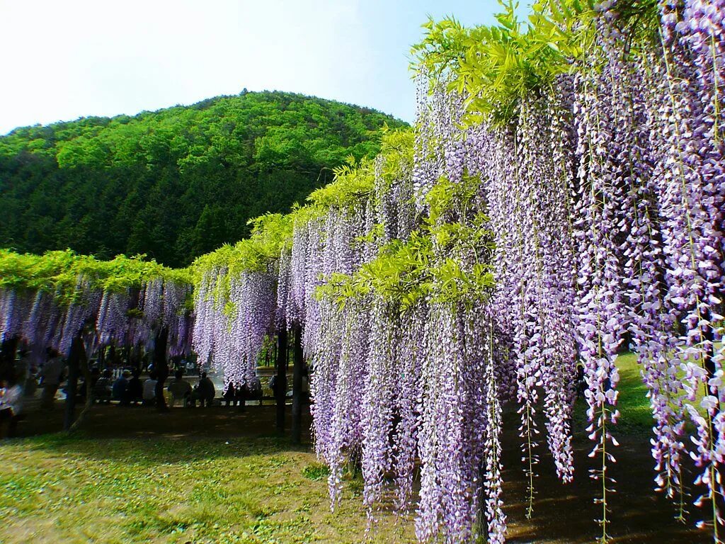 Цветы вырастают высокие. Волжанка двудомная. Глициния wisteria sinensis. Цветы вырастают высокие. Рододендрон катевбинский.