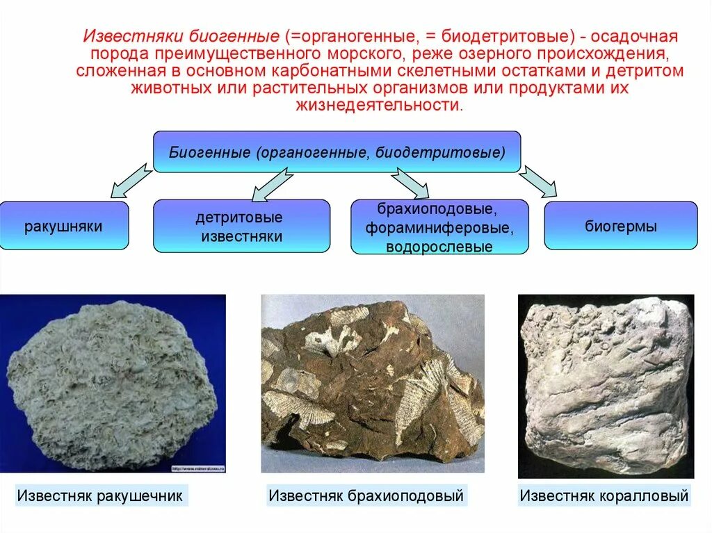 Привести примеры осадочных пород. Известняк осадочная порода. Органогенные горные породы. Биогенные осадочные горные породы. Органогенные осадочные горные породы.