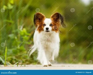 Papillon бабочка