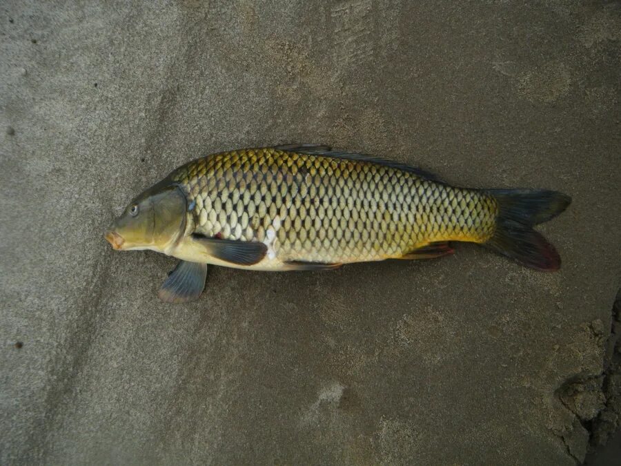 сазан на волге. сазан морской каспийский. астраханская рыба сазан. сазан на волге в сентябре. волга сазан.