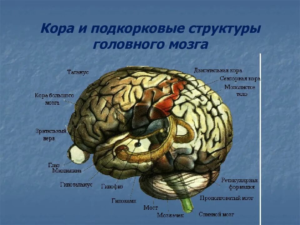 Головной мозг образован клетками. Функции подкорковых структур мозга. Корковые и подкорковые отделы головного мозга.