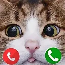 Включи телефон кота