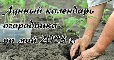 Календарь посадки помидор в 2024 г