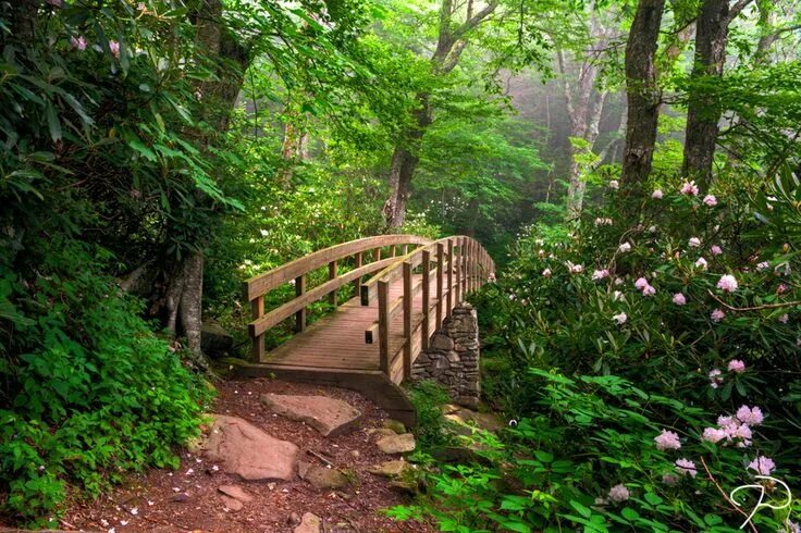 Мостик лес фото Blue Ridge Parkway, Rough Ridge Bridge, North Carolina Flickr