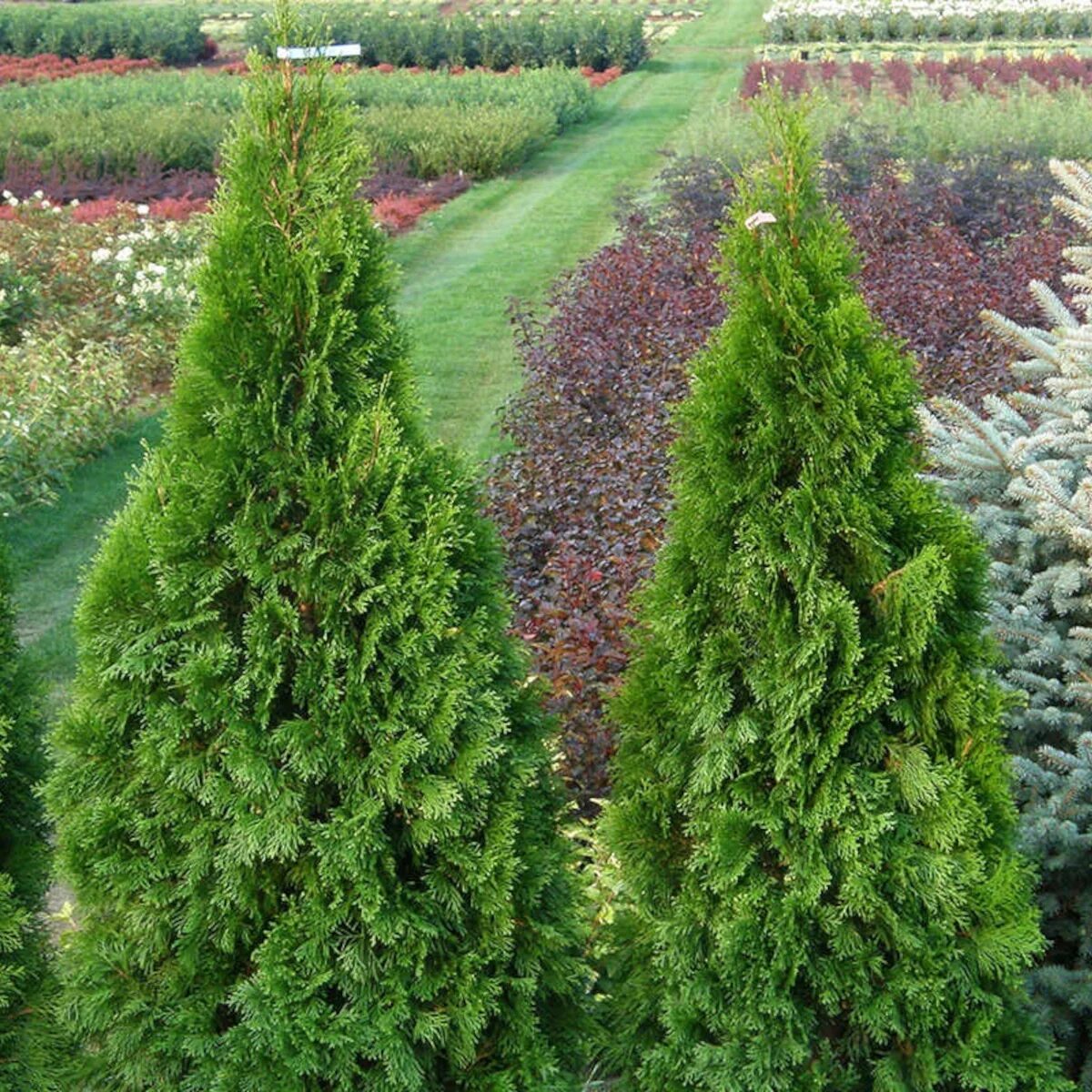 туя восточная брабант. туя смарагд и брабант. смарагд или брабант. туя смарагд и брабант. туя смарагд и брабант.