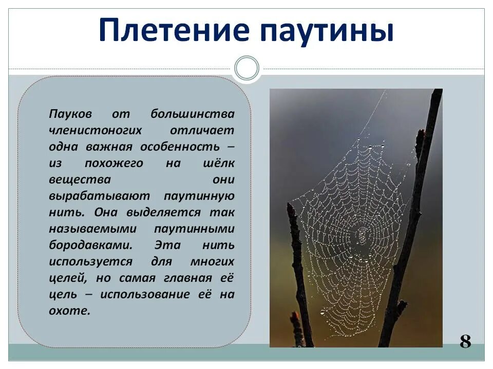 Используй паутину. Как паук цепляет паутину. как паук плетет паутину. процесс плетения паутины. как плести паука.