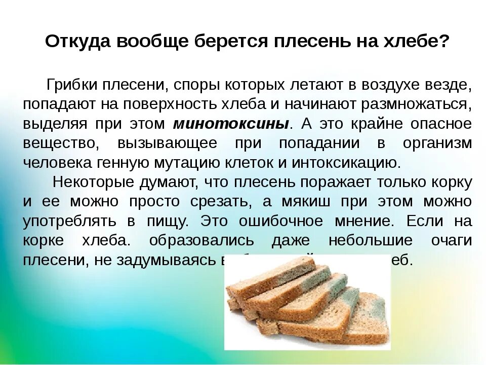 Почему плесневеет хлеб