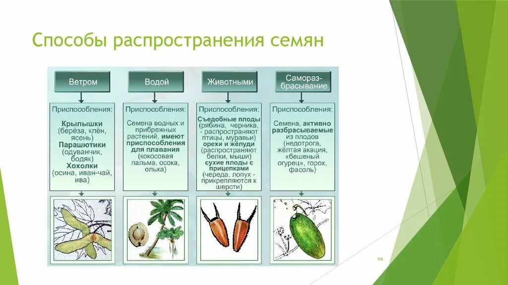 Плоды и способ распространения. Способы распространения плодов таблица. Способы распространения плодов и семян в природе. Приспособления семян к распространению. Значения плодов и семян в природе