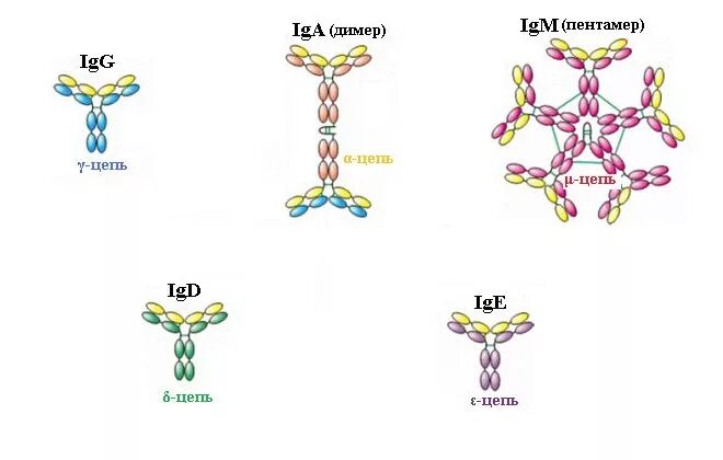 Иммуноглобулины iga igm. IGE иммуноглобулин. Иммуноглобулин е (IGE). IGE структура. Структура иммуноглобулина е.
