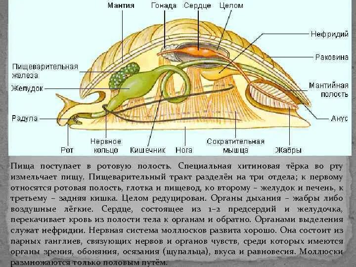 Моллюски строение пищеварение. Пищеварительная система двустворчатых моллюсков. Тип моллюски пищеварительная система. Тип пищеварительной системы у моллюсков.