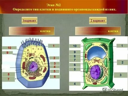 Какой органоид встречается клеток всех живых организмов