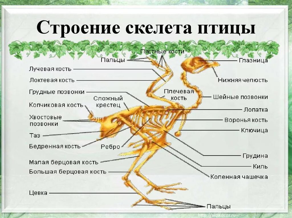 Какие особенности строения скелета птиц не связаны. Строение скелета курицы. Скелет птицы анатомия. Строение скелета птицы. Строение скелетамтицы.