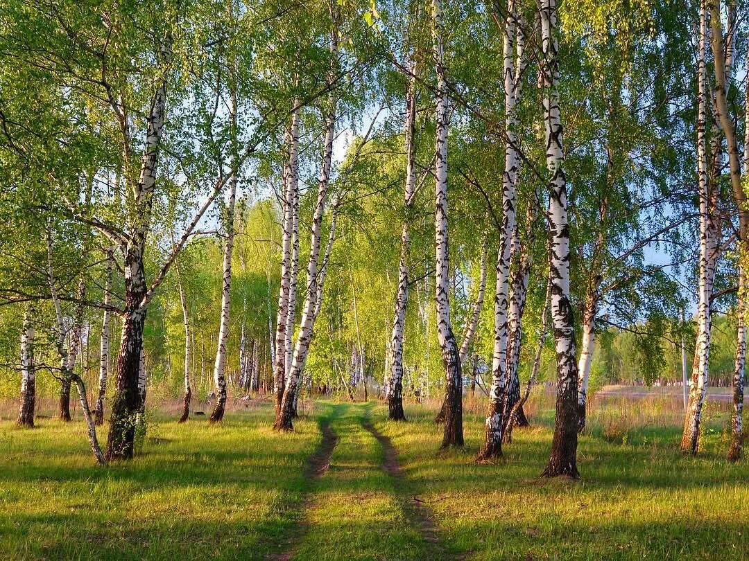 Территории березки. Березовая роща Сергиев Посад. Березовая роща, посёлок Берёзовая роща. Красногорск Березовая роща. Березовая роща Дмитров.