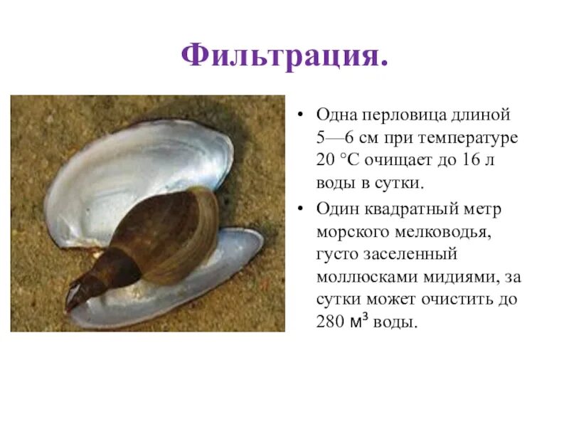 Двустворчатые моллюски перловица. Двустворчатые моллюски фильтруют воду. Брюхоногие моллюски перловица. Фильтрация моллюсков