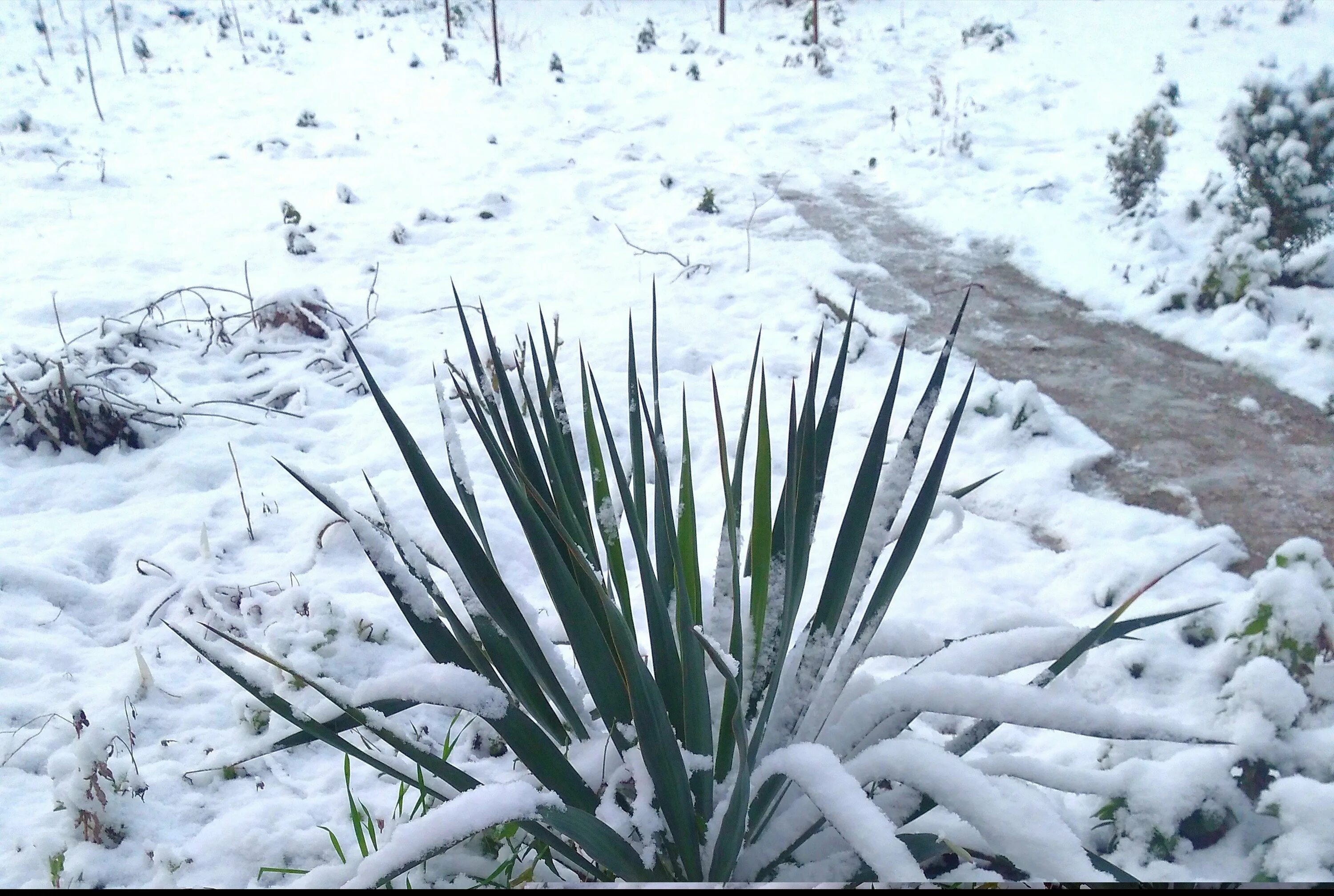 Юкка волокно. Юкка нитчатая. Yucca filamentosa. Юкка нитчатая зимой. Садовая юкка зимующая.