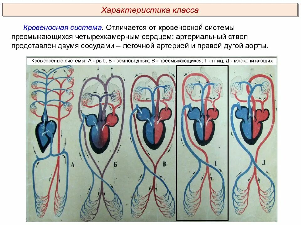 Сравнение сердца птиц и млекопитающих. Строение кровеносной системы хордовых животных. Схема эволюции кровеносной системы хордовых. Схема строения кровеносной системы хордовых. Эволюция кровеносной системы хордовых животных.