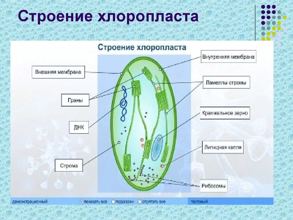 В состав хлоропласта входит. Строение клетки хлоропласты. Пластиды хлоропласты строение. Схематическое строение хлоропласта. Схема строения хлоропласта растительной клетки.