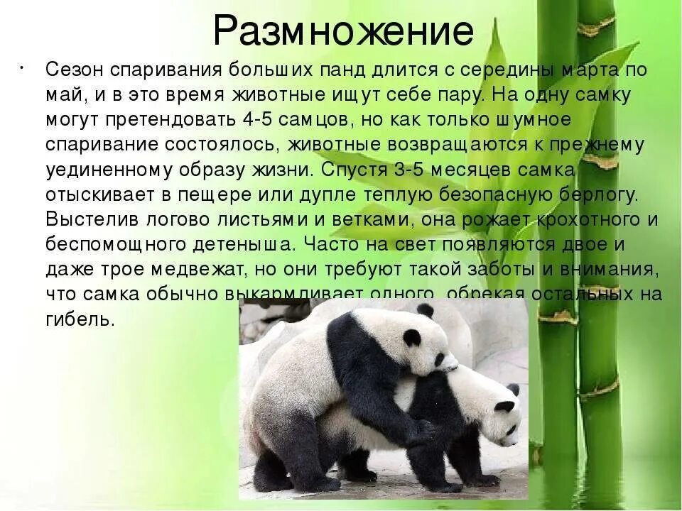 Доклад про панду. Большая Панда доклад. Сообщение про большую панду. Доклад о большой панде.