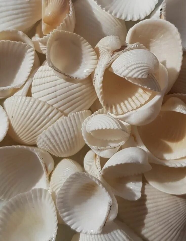 Sells seashells. Ракушки Эстетика. Ракушка Сердцевидка. Белая Ракушка. Seacore Эстетика.