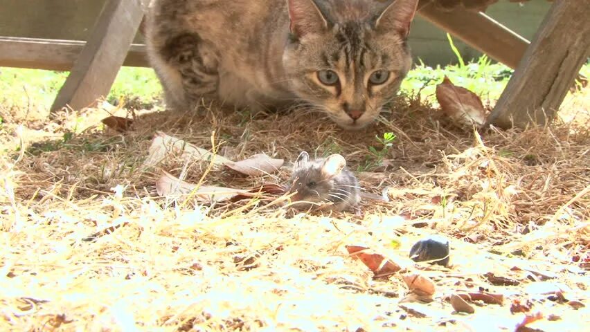 The cat was chasing the mouse. Bobcat chasing. cat-and-mouse chase in thrillers.