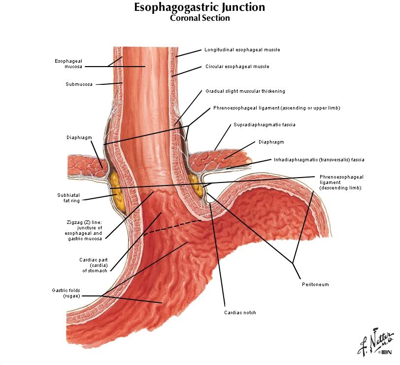 Клапан между желудком и пищеводом. Переход пищевода в желудок анатомия. Анатомия пищеводно желудочного перехода. Верхняя треть пищевода анатомия. Строение стенки пищевода.
