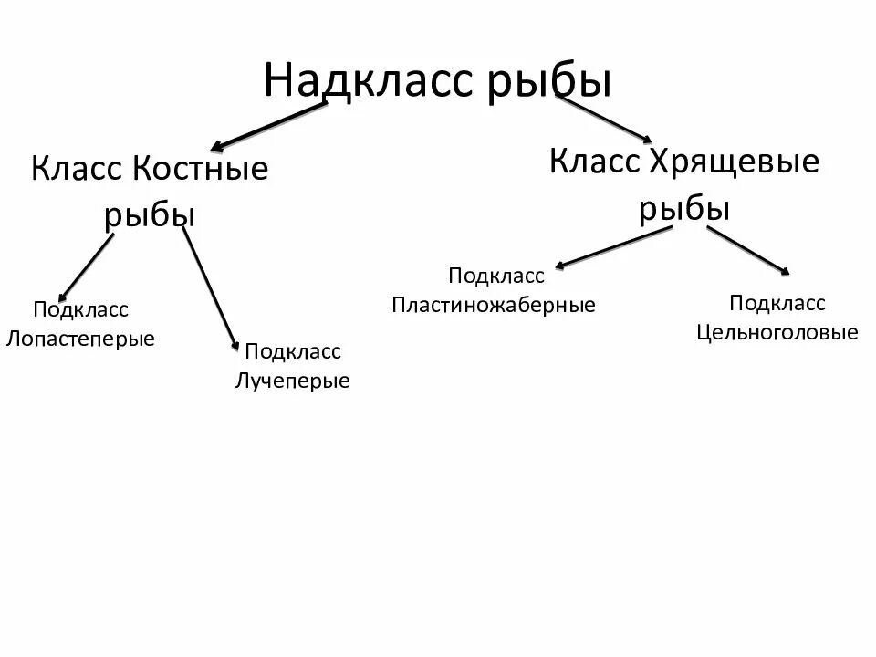 Какие способы размножения характерны для хрящевых