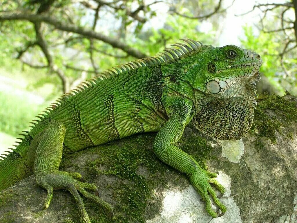 Зеленая игуана (Iguana Iguana). Игуана зеленая обыкновенная. Игуана Южная Америка. Шипохвостая игуана.