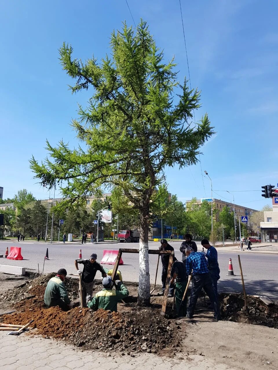 караганда дерево фото. караганда дерево фото. везде сохнут деревья. караганда бульвар мира школа 3 фото советских. плотоядное дерево академгородок.