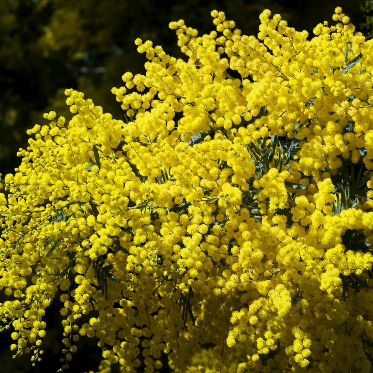 Мимоза оптом. Сорт mimosa haze. Мимоза акация саженец. Мимоза абхазская. Мимоза дмт.