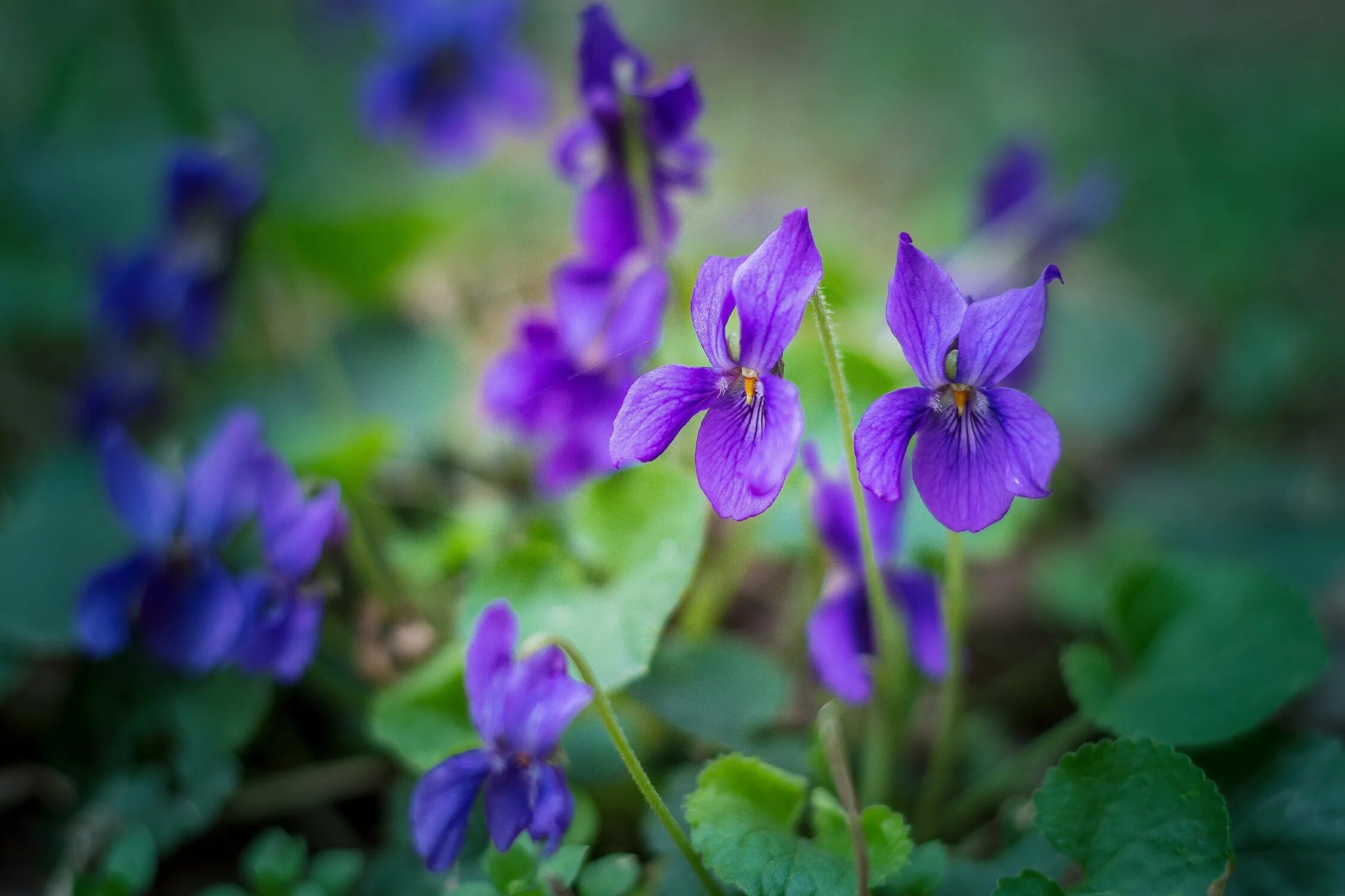 Фиалка душистая пармская. Первоцвет фиалка лесная. Душистый лесной. Душистый горошек дикорастущий. Душистый лесной.