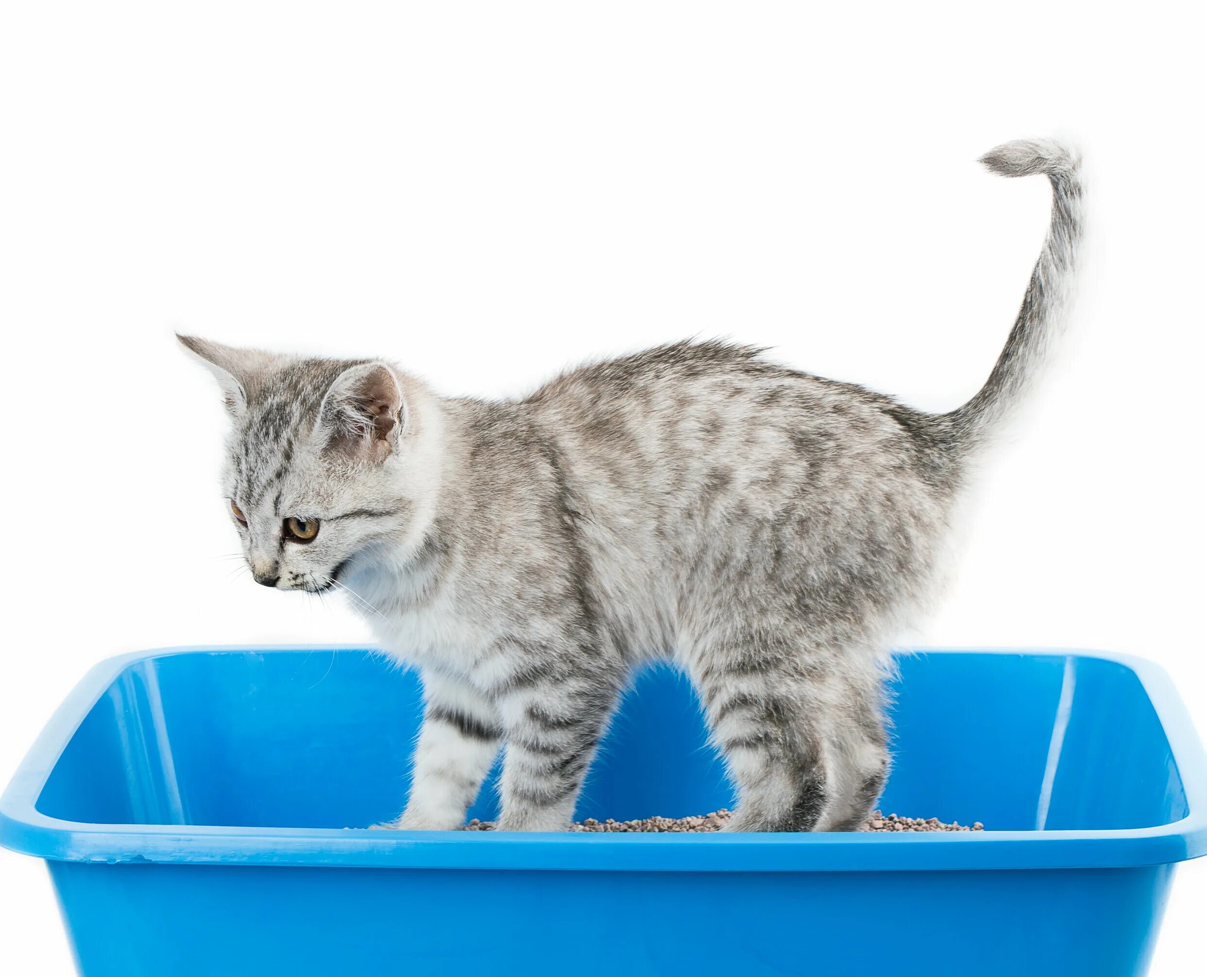 Как приучить кота к туалету