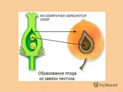 В семязачатках формируются