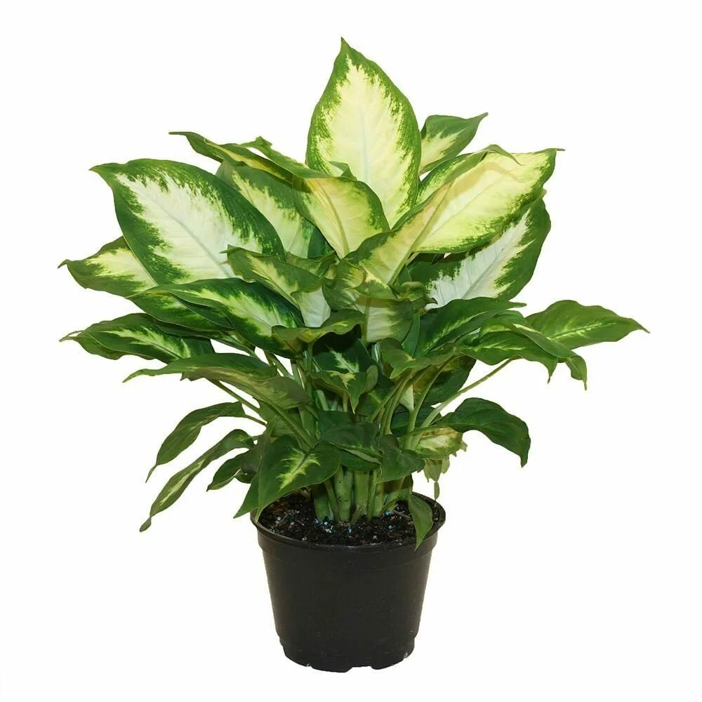 Диффенбахия и аглаонема. Диффенбахия камилла (dieffenbachia camilla). плант микс диффенбахия. диффенбахия аглаонема. калатея диффенбахия.