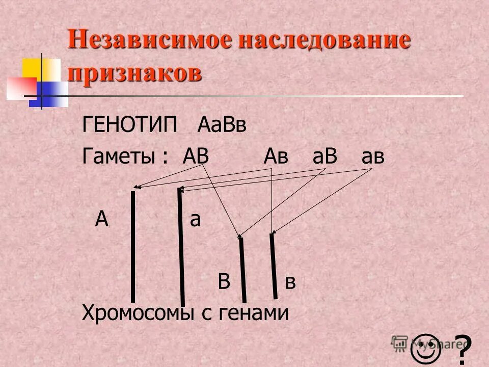 Закон независимого наследования расщепление по генотипу. Решетка пеннета по генотипу. Независимое наследование аавв аавв. Независимое наследование аавв аавв. Схема аавв.
