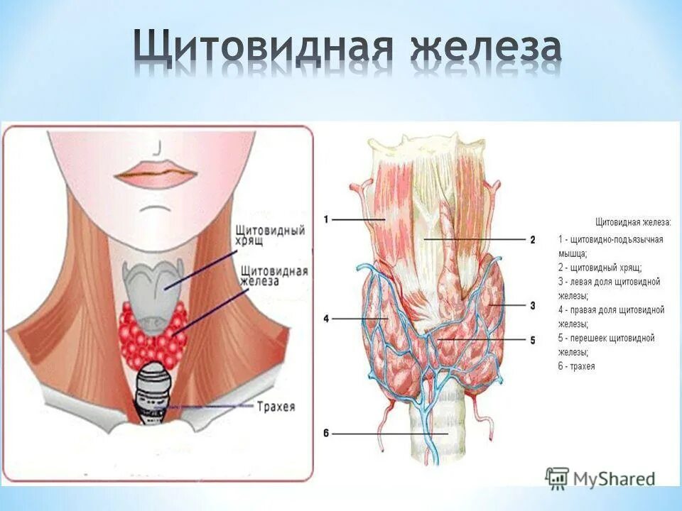 В какую систему входит щитовидная железа