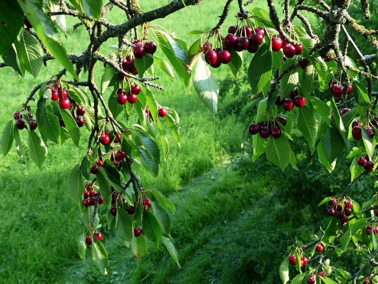 Вишня 17