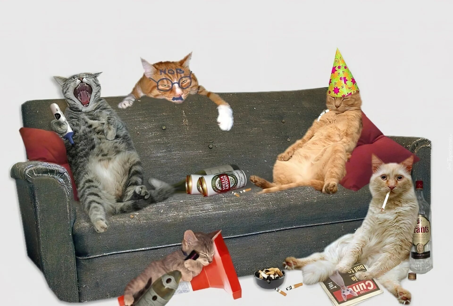 День кошек прикол. Кошачья вечеринка. Кот на диване. Коты на вечеринке. Котик на диване.