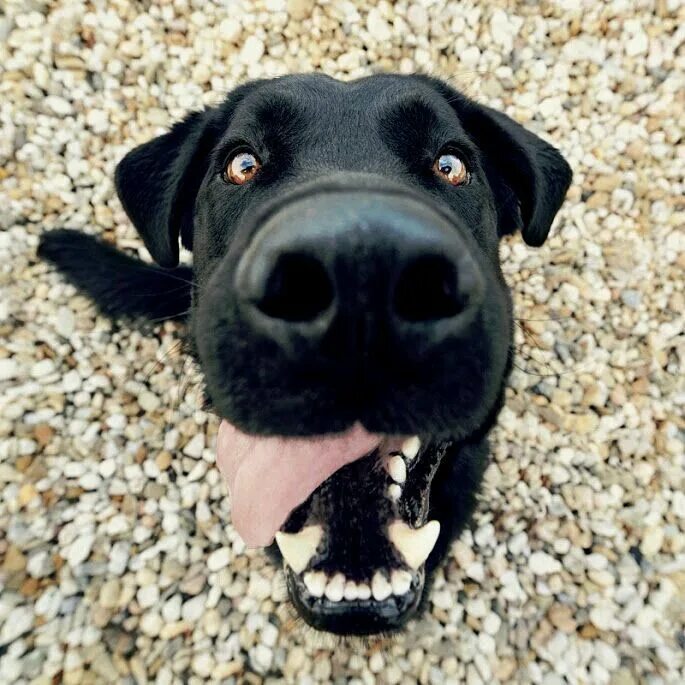 Meet Chico, the pint-sized pooch with a permanent scowl Grumpy dog, Dog meet, Gr