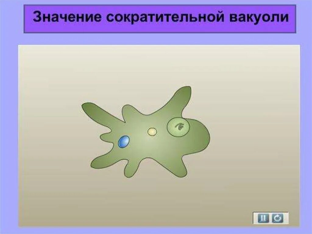 При наступлении неблагоприятных условий амеба. Амёба обыкновенная сократительная вакуоль. Сократительная вакуоль у амёбы. Амеба сократительные вакуоли. Амеба обыкновенная сократительной вакуоли.