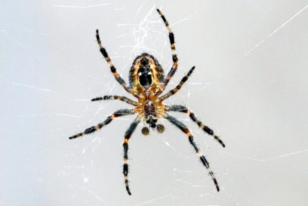 Как по английски будет паук. Araneus cavaticus. Паук-крестовик Araneus cavaticus (Овинный паук). Паук-крестовик Araneus albotriangulus. Аранеоморфные пауки.