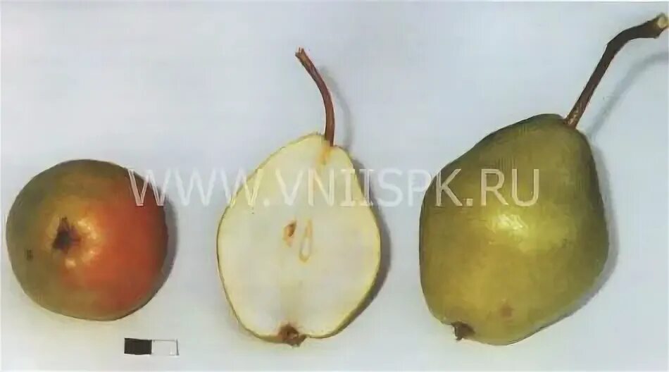 Груша добрянка описание сорта фото отзывы морозостойкость. Груша добрянка сентябрина. Груша добрянка сентябрина. Груша добрянка сентябрина. Груша добрянка.