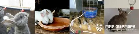Дают ли кроликам воду