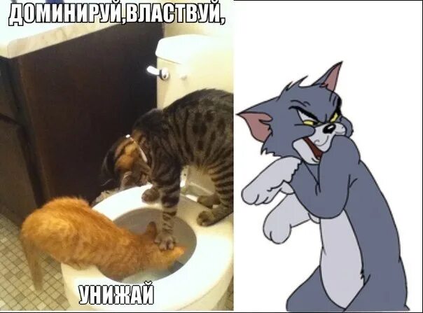 Доминирующий кот. Доминируй властвуй урожай. доминируй властвуй унижай кот. доминируй властвуй унижай мемы. доминируй унижай коты.