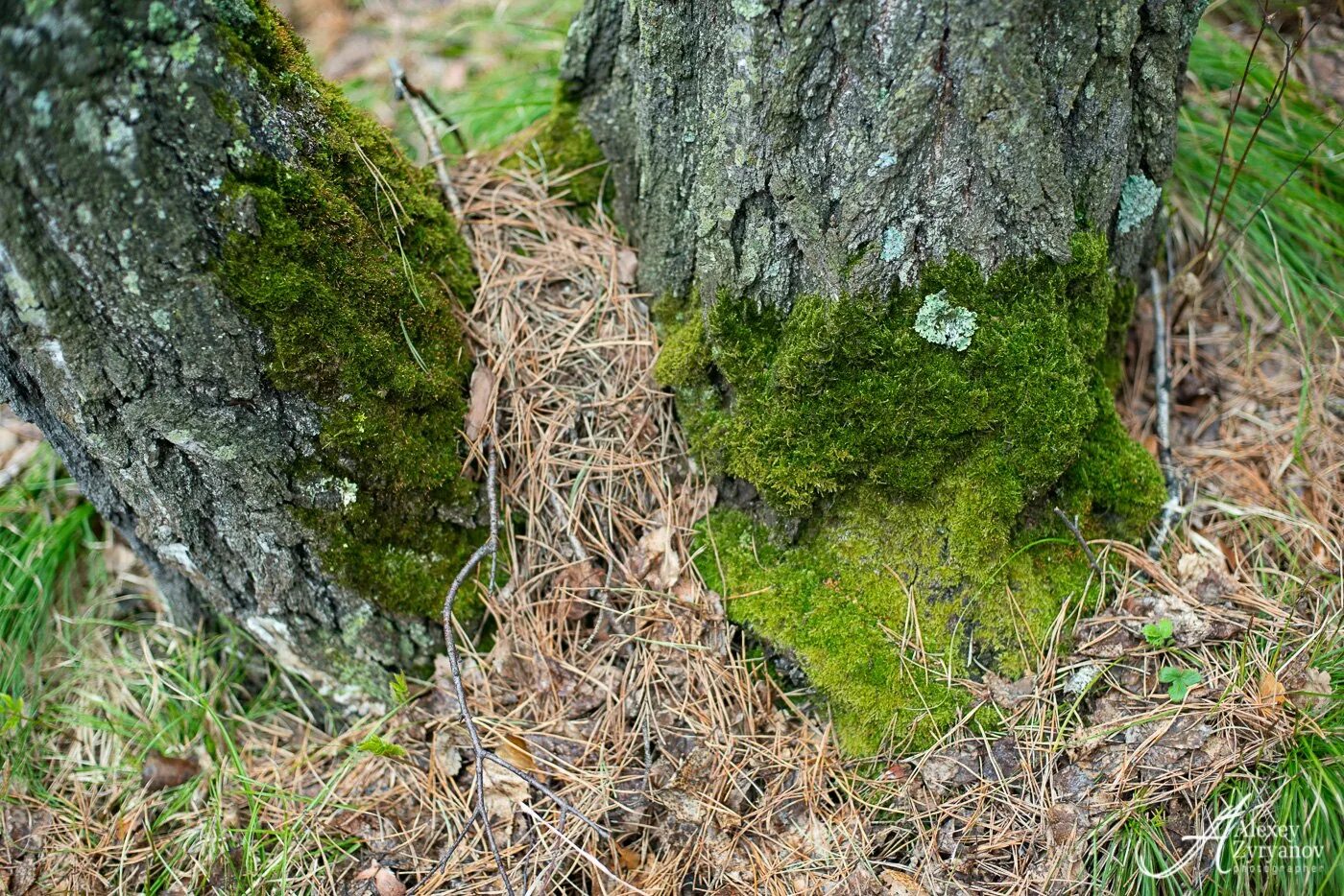 Лишайник пармелия на коре березы. Ягель лишайники малая береза. Лишайники и мхи на Березе. Пармелия лишайник на Березе.