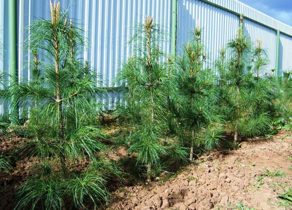 Как правильно посадить кедр. Кедр сибирский pinus sibirica. сосна сибирская pinus sibirica саженцы. кедр гималайский сеянец. лиственница сибирская и кедр.