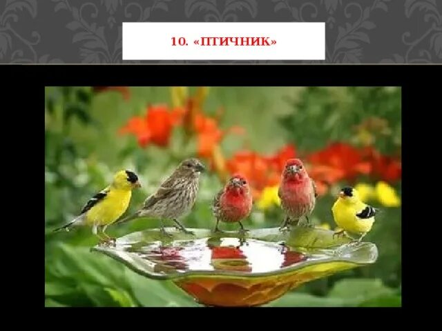 Карнавал животных сен санс птичник. Мельхиор де хондекутер птичий двор. Сен-санс карнавал животных птицы. Сен санс птичник. Мельхиор де хондекутер птичий двор.