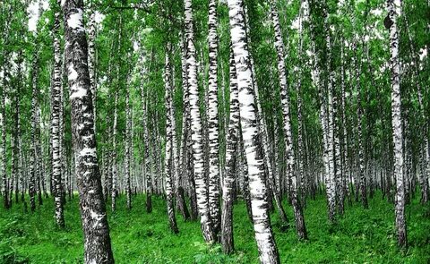 Вдали виднелась небольшая березовая роща