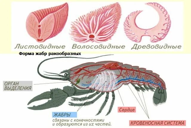 Какую функцию выполняют жабры у рака. Членистоногие дыхательная система. Дыхательная система ракообразных 7 класс. Ракообразные двхатльная сис. Органы дыхания жабры у ракообразных.