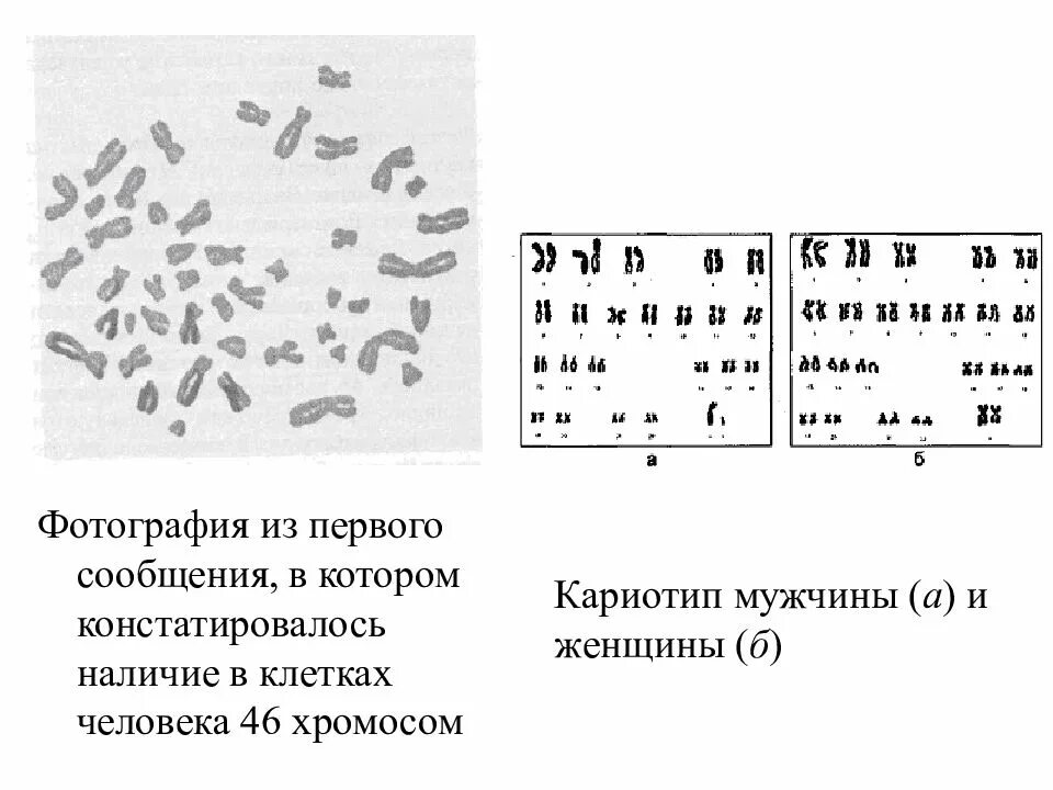 Количество хромосом в кариотипе человека. Кариотип 46 хромосом женщины. Кариотип человека (46, ХХ И 46,XY). Кариотип человека в генеративной клетке. Хромосомный набор клетки кариотип.